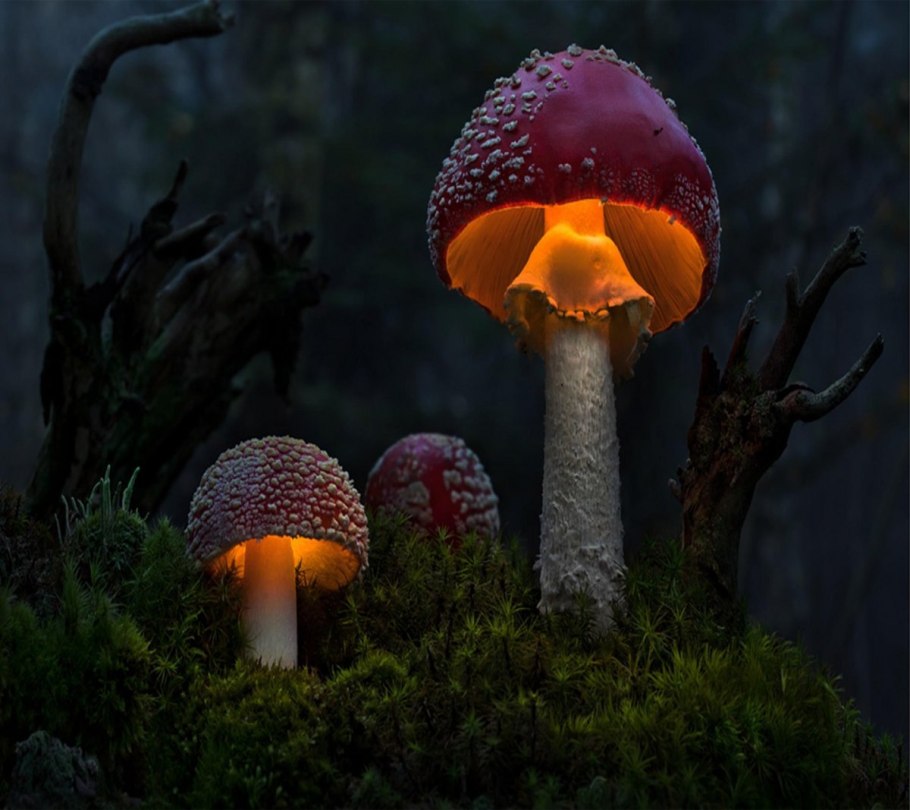 Красивый мухомор