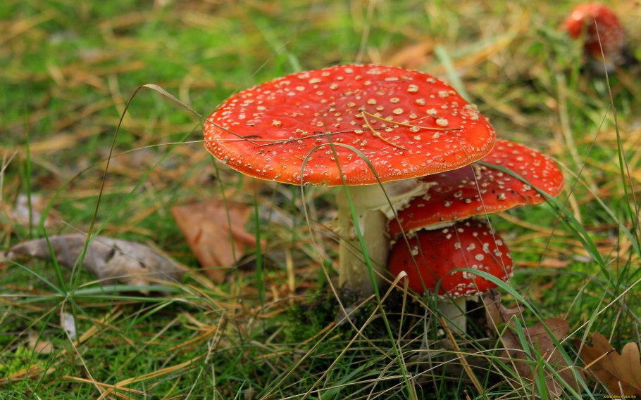 Осенние мухоморы