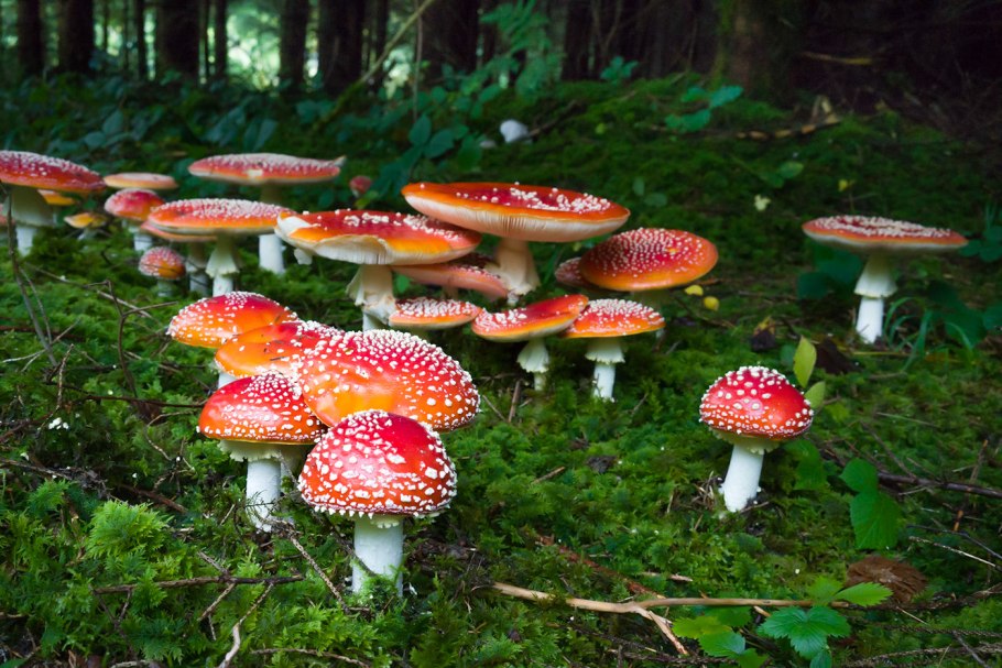 Аманита Мускария