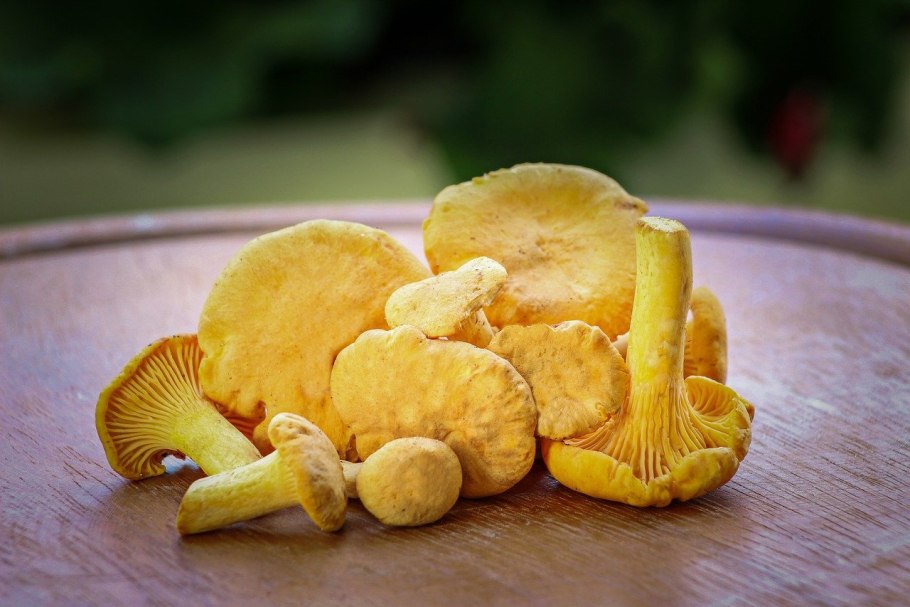 Leucocoprinus birnbaumii