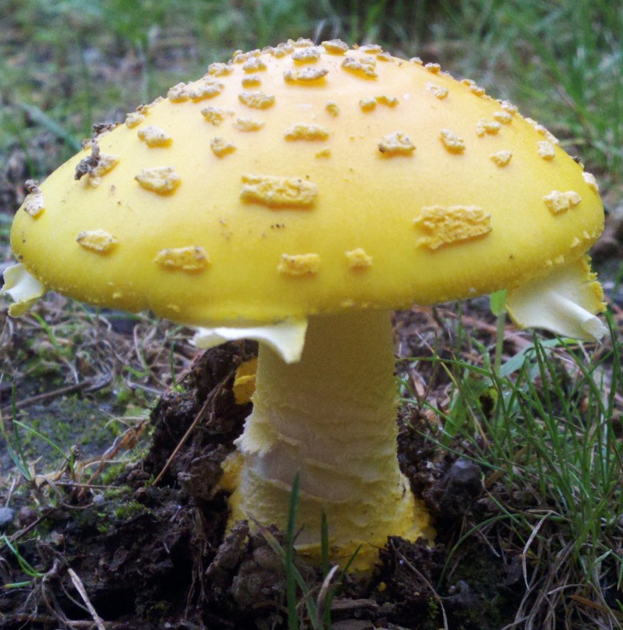 Боровик Юнквилля (Boletus junquilleus)