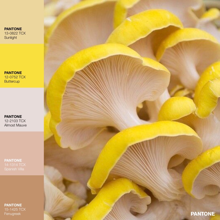 Желтая плесень chrysosporium luteum
