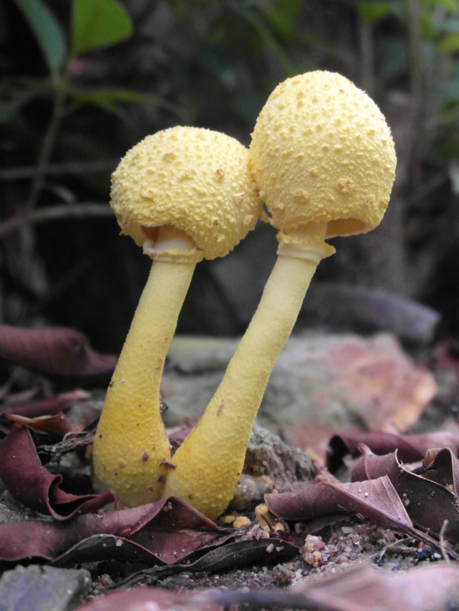 Golden fungi жёлтый гриб