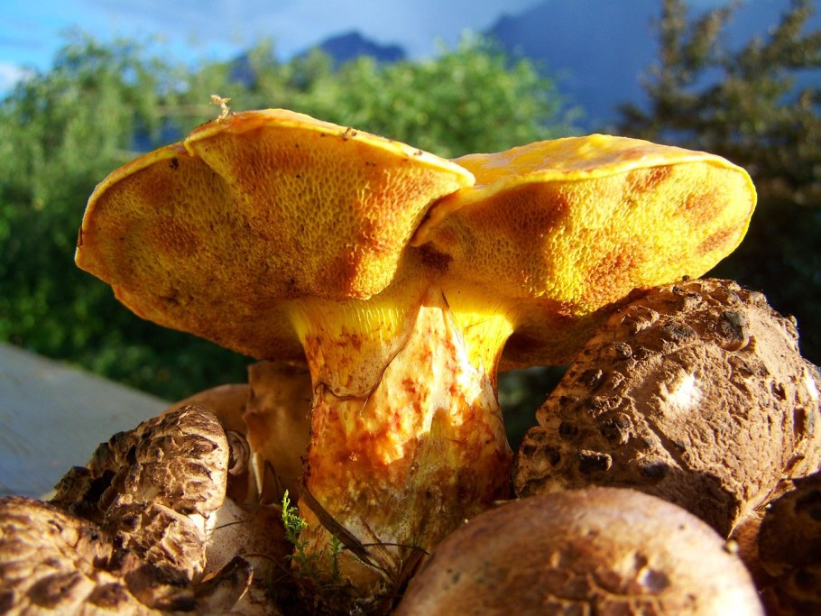 Чешуйчатка золотистая (Pholiota aurivella)
