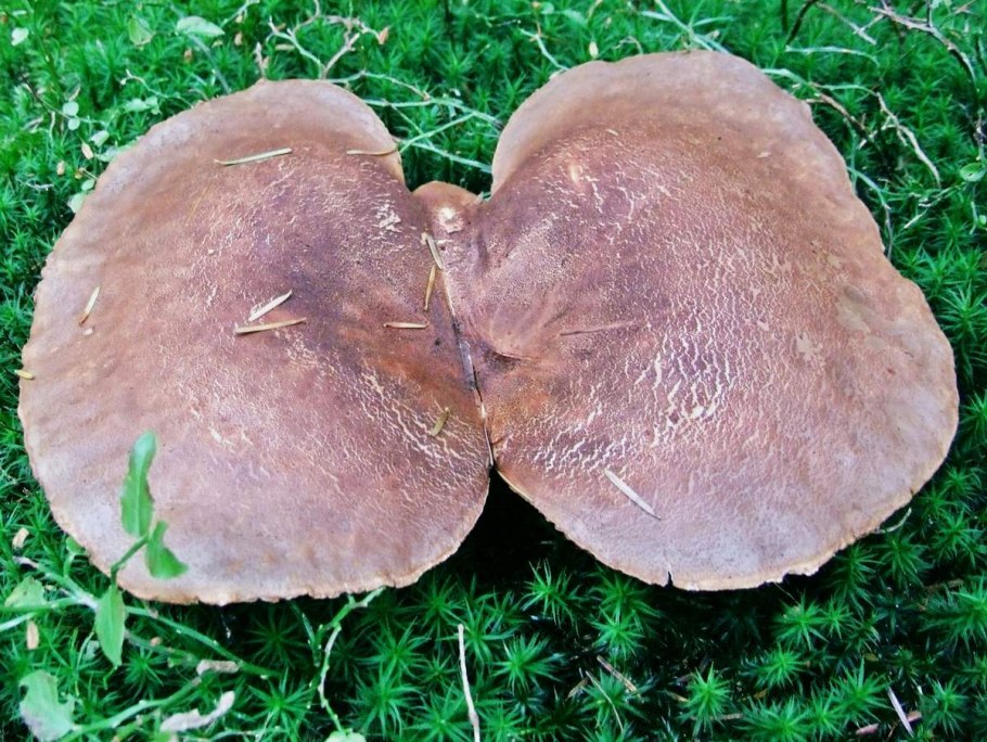 Свинушка белая гигантская