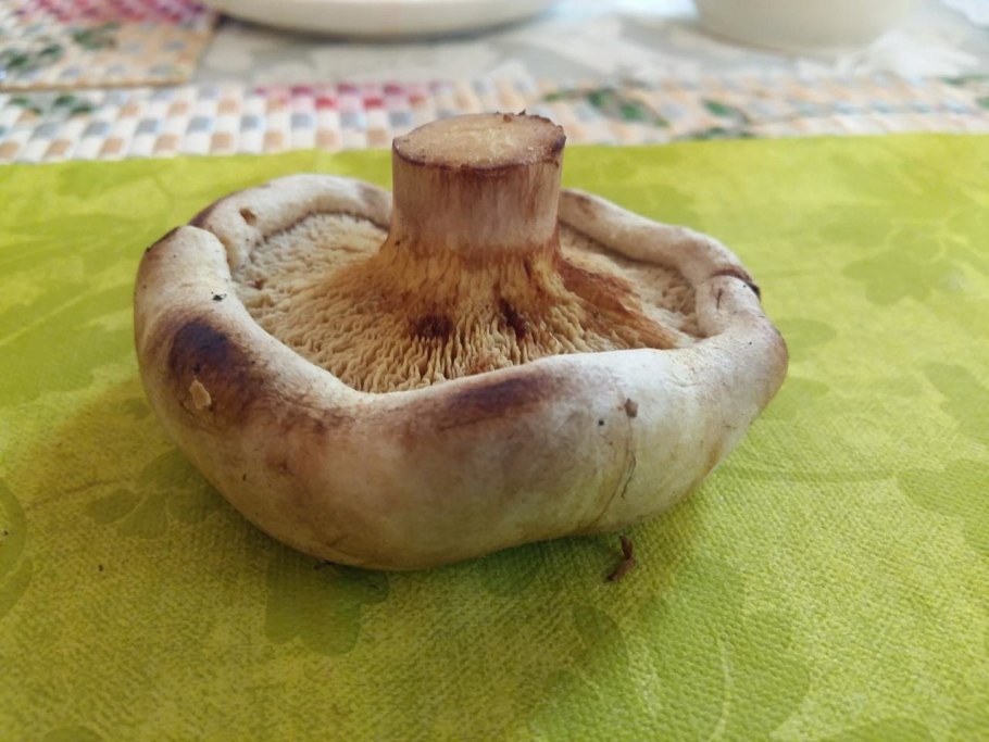 Груздь Свинарь