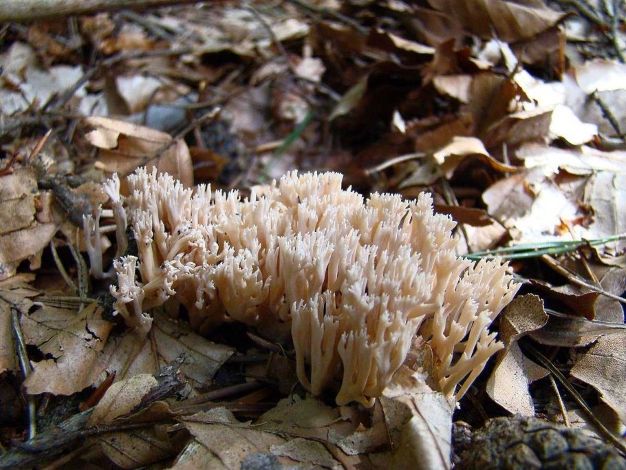 Рогатик коралловидный