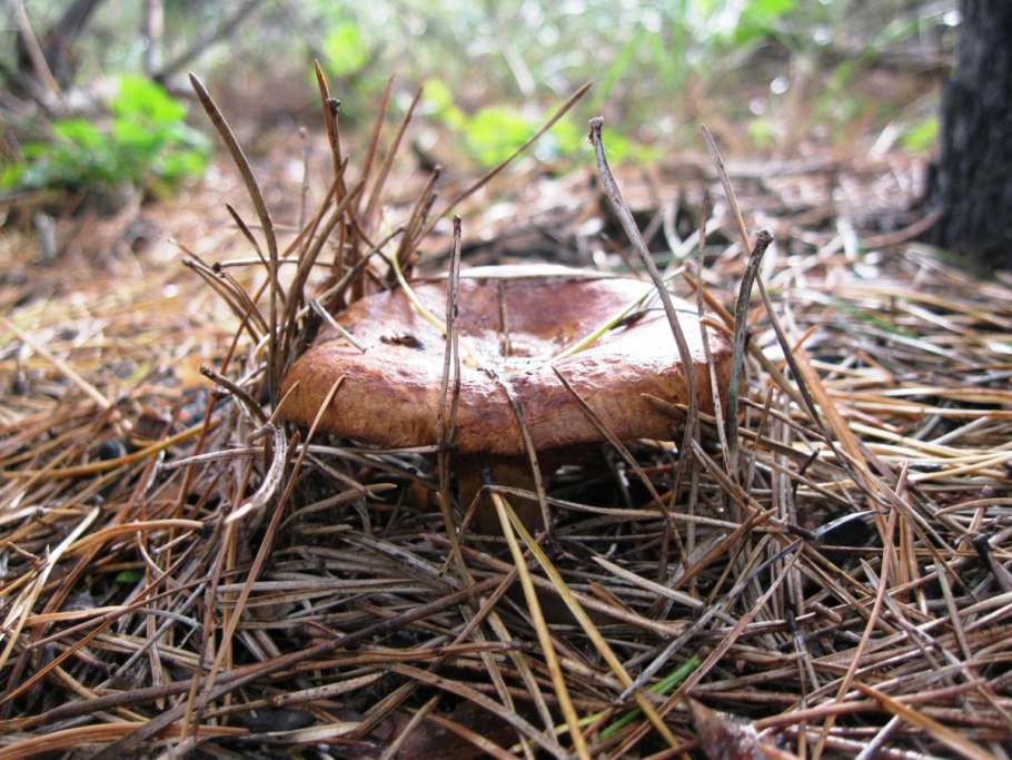 Свинушка шиитаке