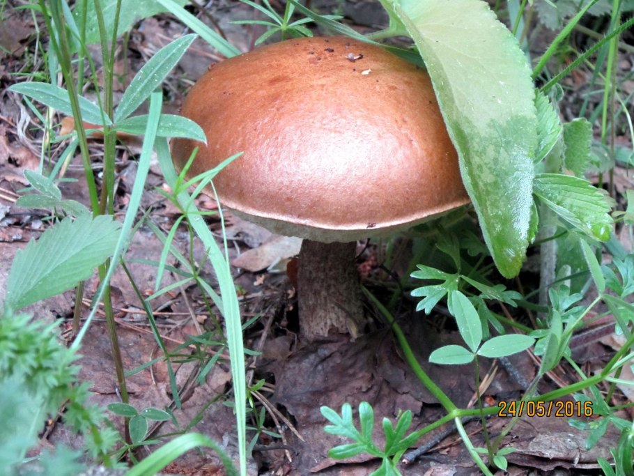 Определение грибов по фото Буровик