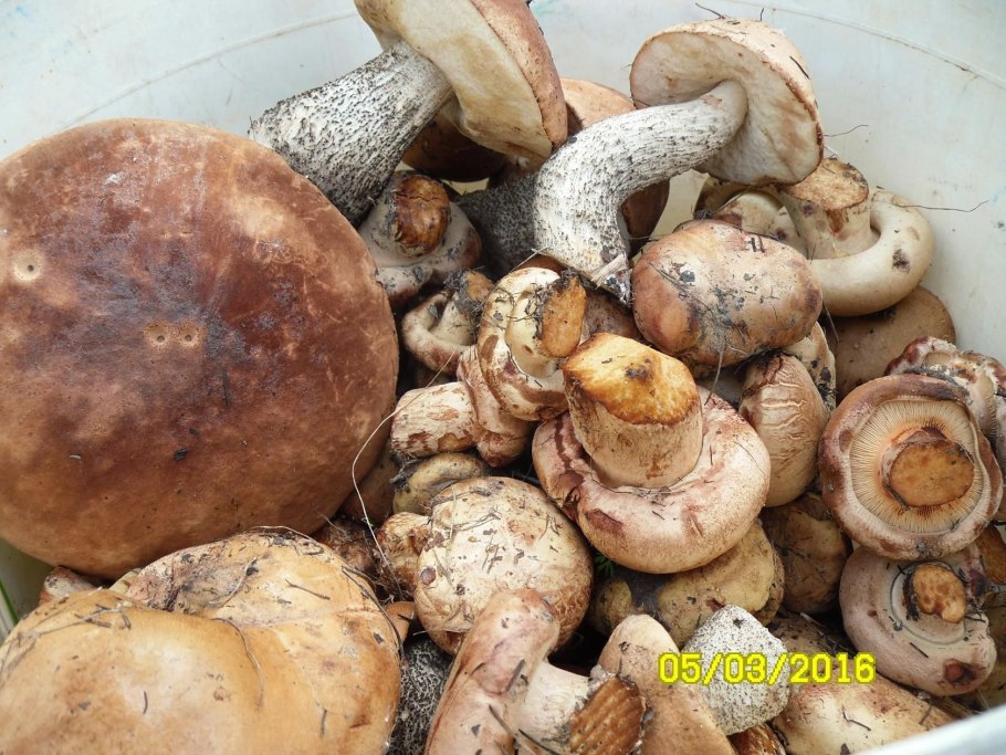 Свинушка шиитаке