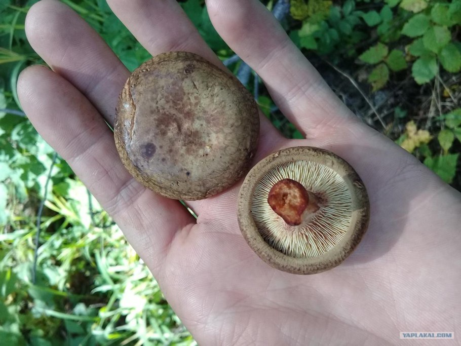 Свинухи грибы чернеют ли