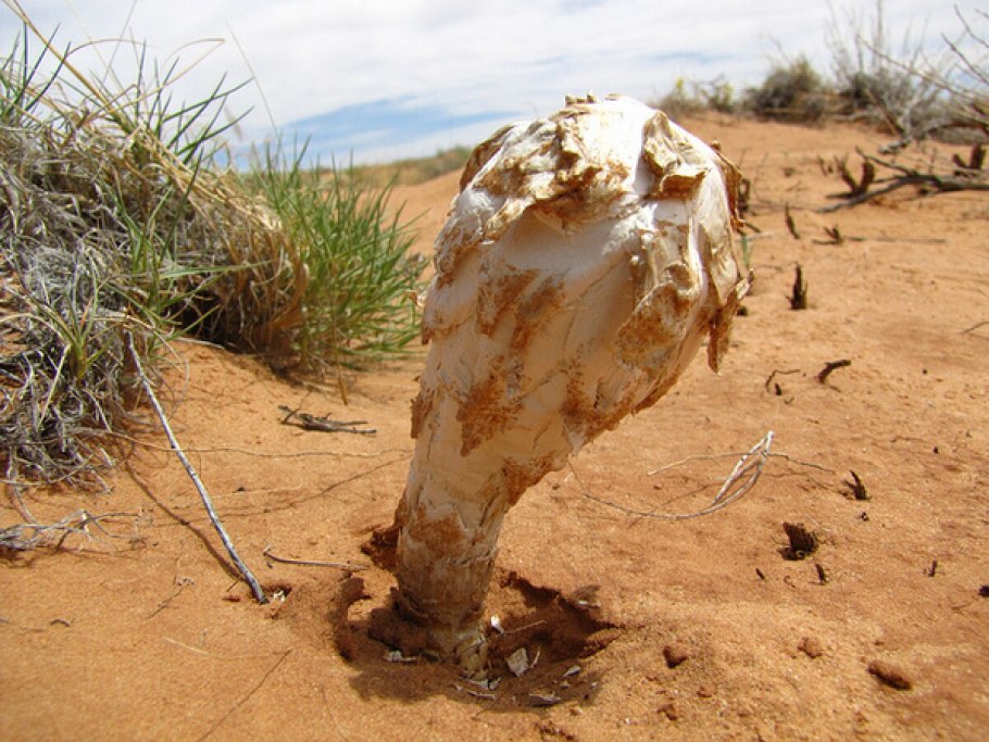 Грибы в пустыне Кызылкум