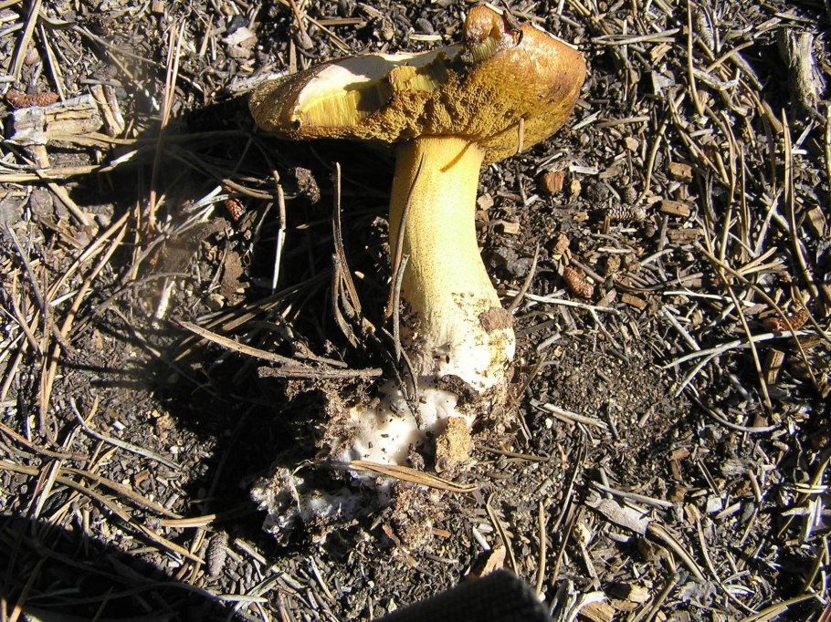 Желтый гриб в Сосновом лесу