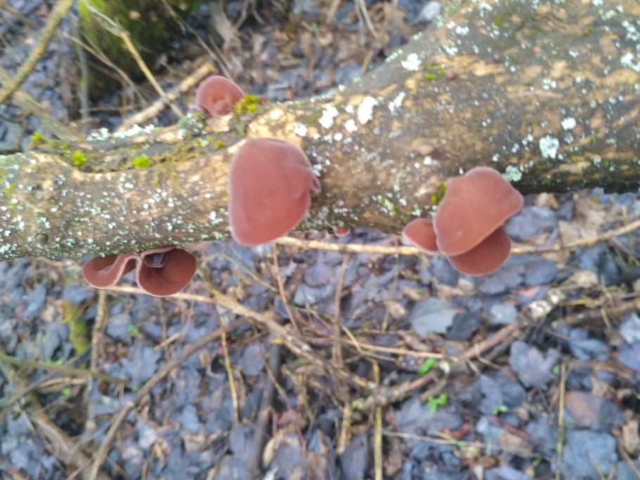 «Ведьмины круги» в пустыне Намиб