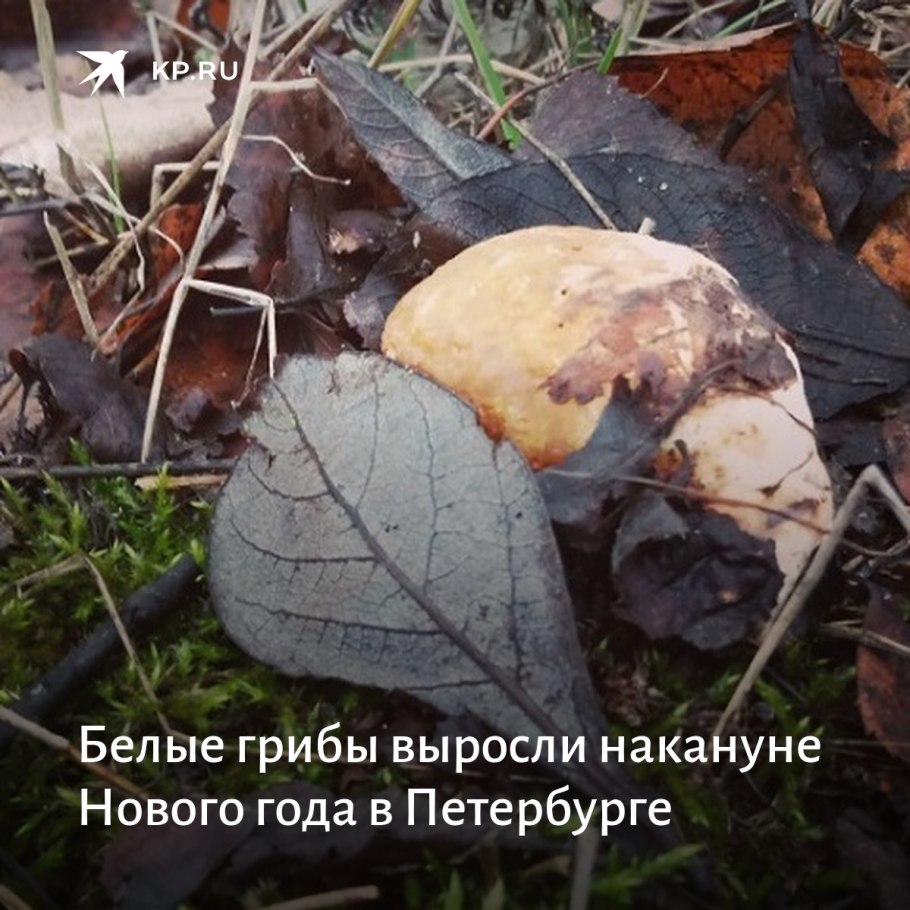 Грибы растущие в Питере