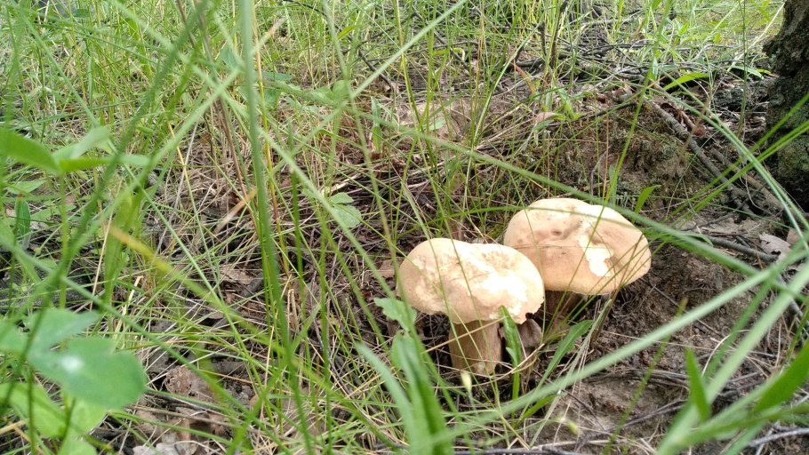 Грибы в Кызылкуме