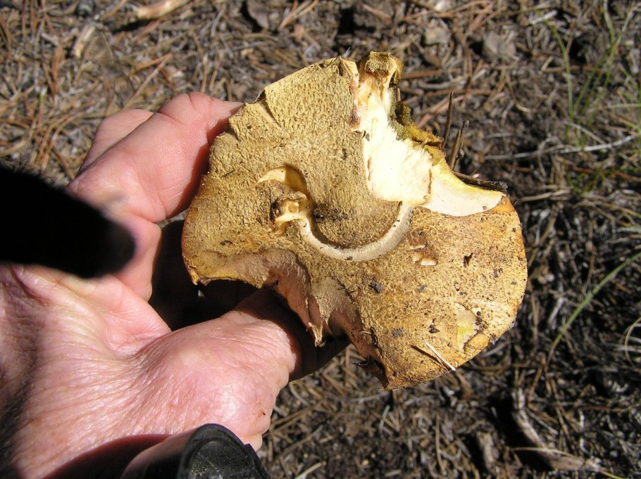 Пустынный гриб