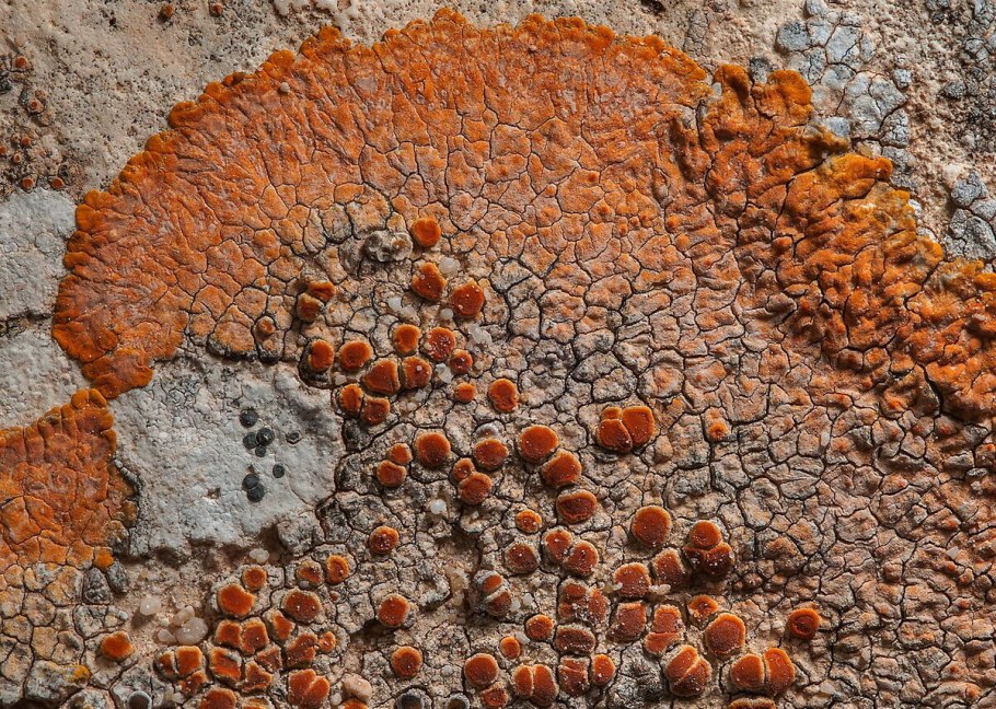 Белые грибы срезанные