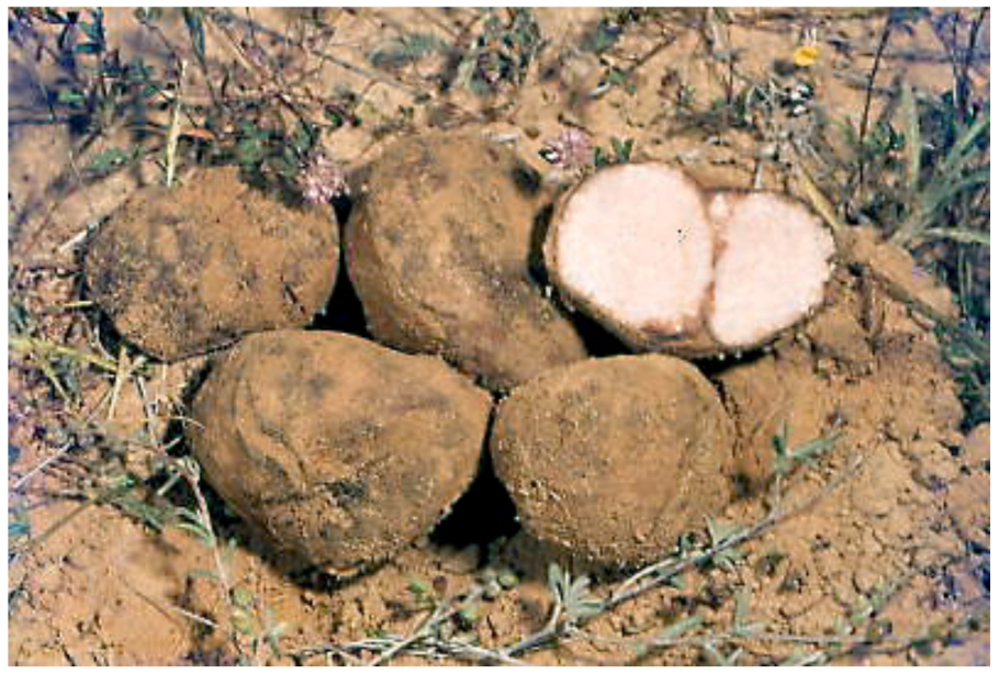 Пустынный трюфель