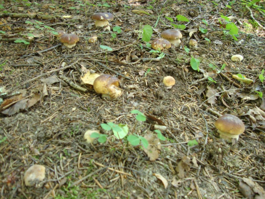 Расти Вайт грибы