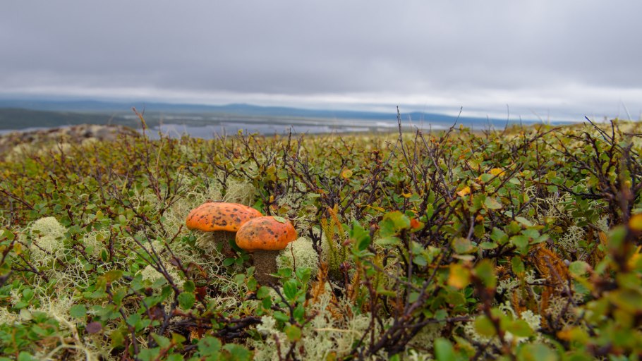Грибы растущие в траве