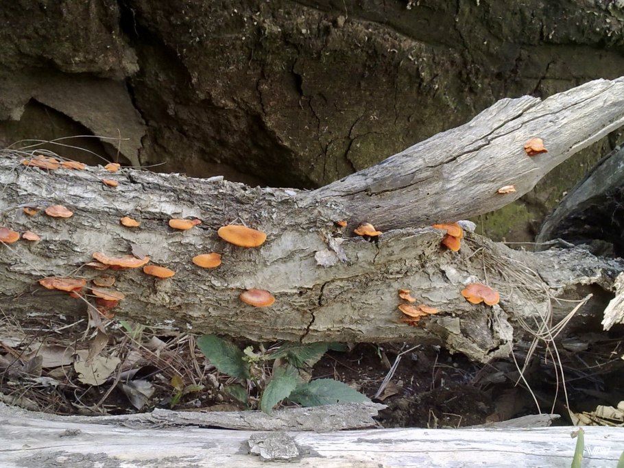 Pycnoporus cinnabarinus