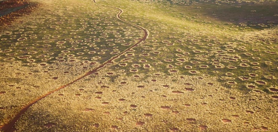 Морошка Кольский полуостров