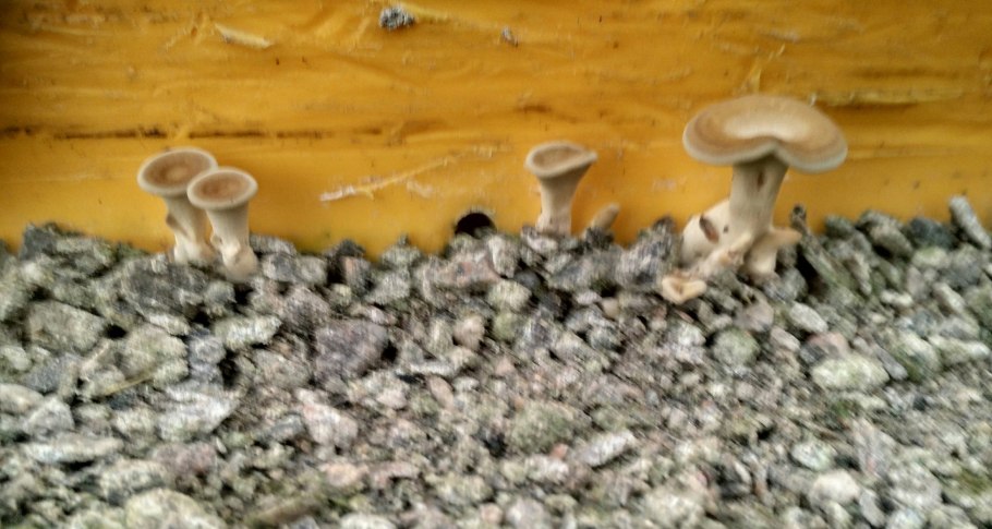 Сосновик гриб