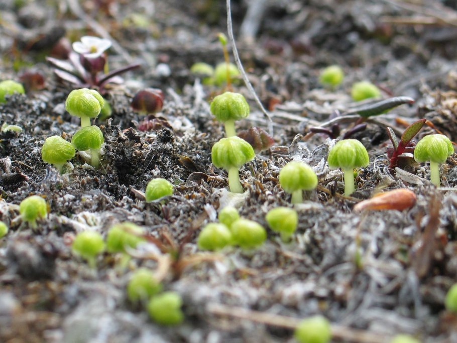 Грибы растут прямо из земли