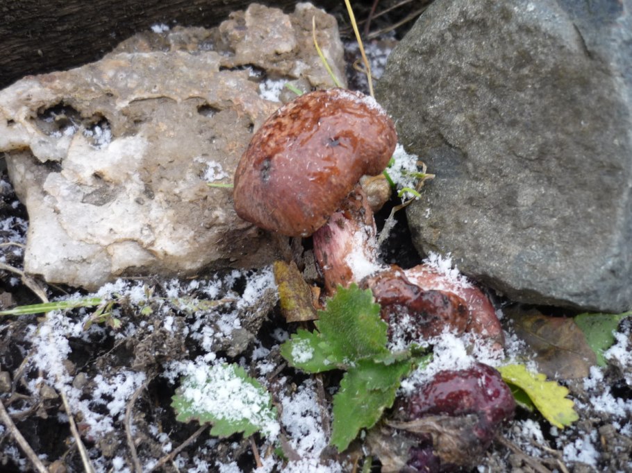 Грибы растущие из под земли