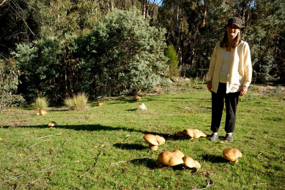 Phlebopus marginatus