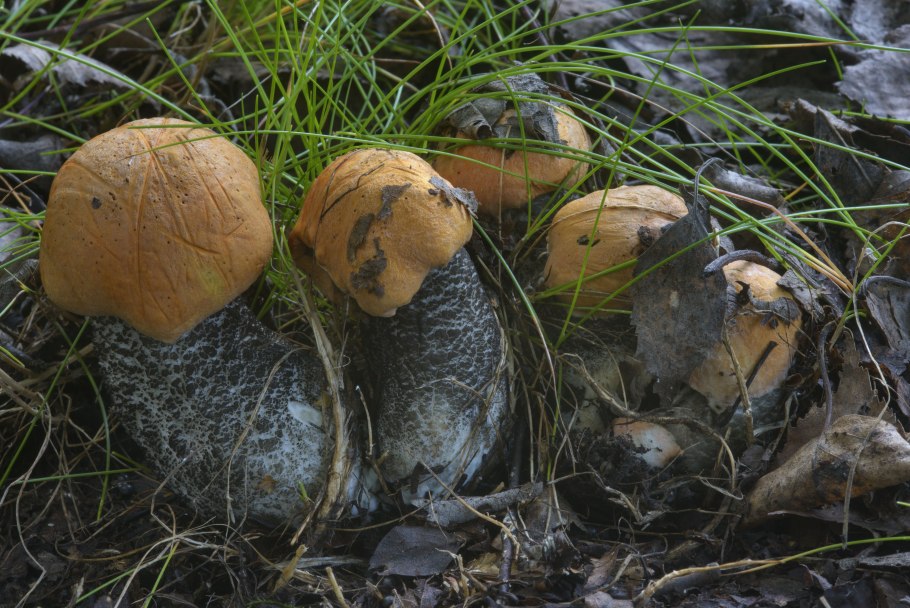 Белые грибы в Курганской области