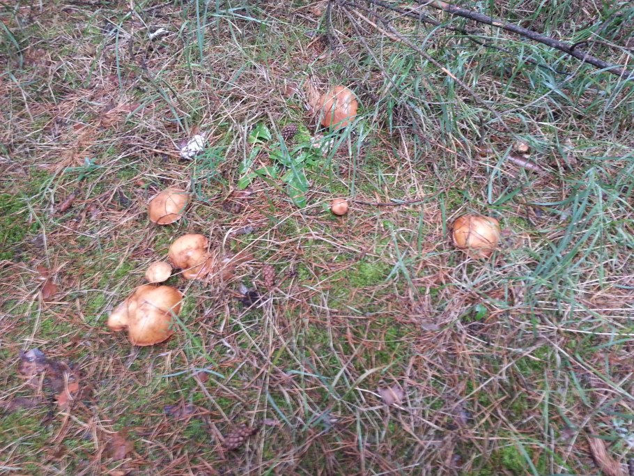 Грибы в ноябре растут грядой