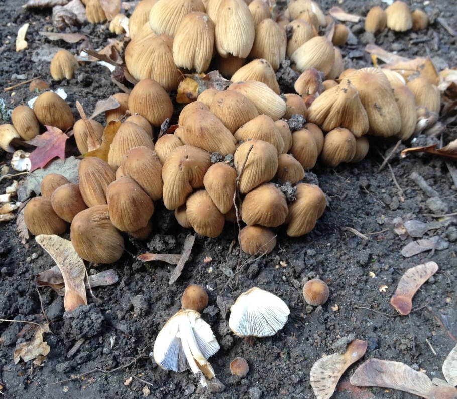 Арктический плющ