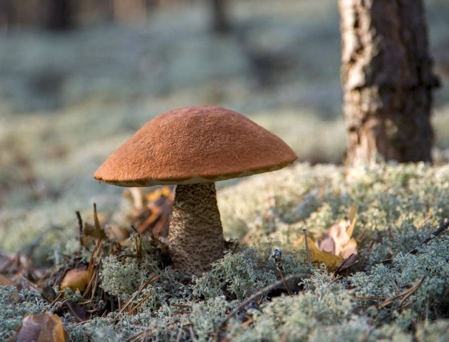 Первые грибы на планете