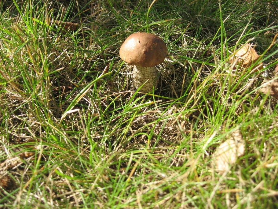 Грибник грибника несет