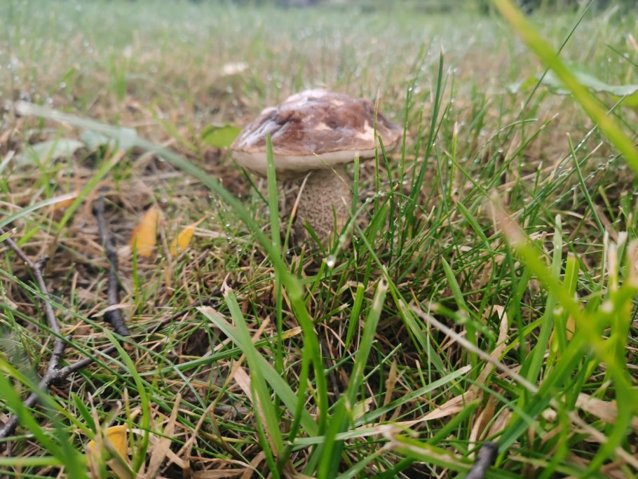 Выращивание мухоморов