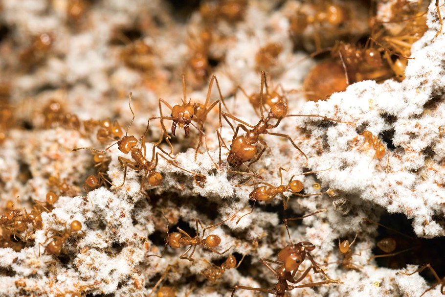 Листорезы муравьи