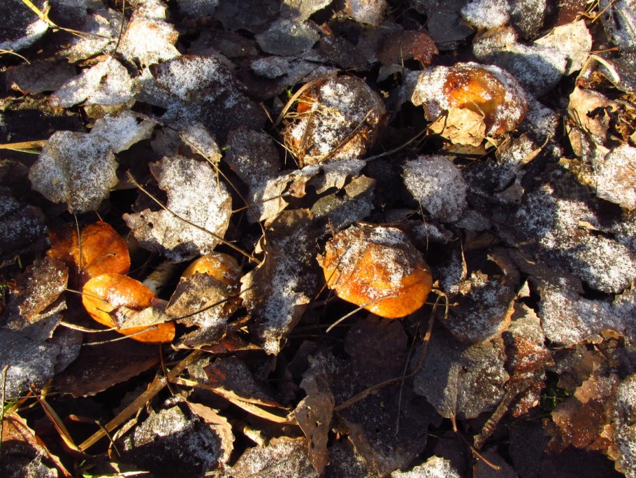 Грибы растущие в колодце