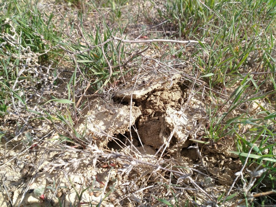 Сморчки грибы