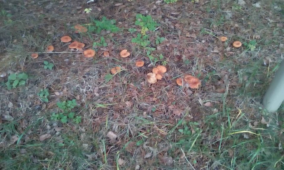 Грибок на растениях