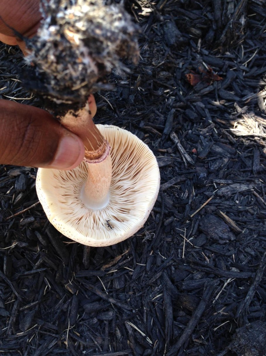 Растущие шампиньоны на обочине дороги