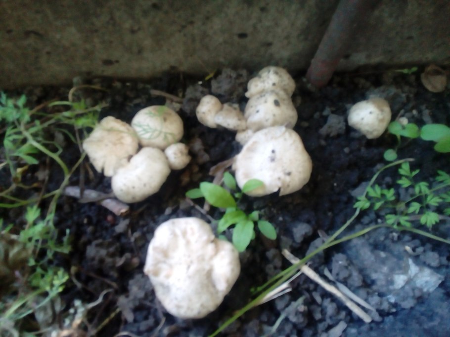 Майский гриб calocybe gambosa