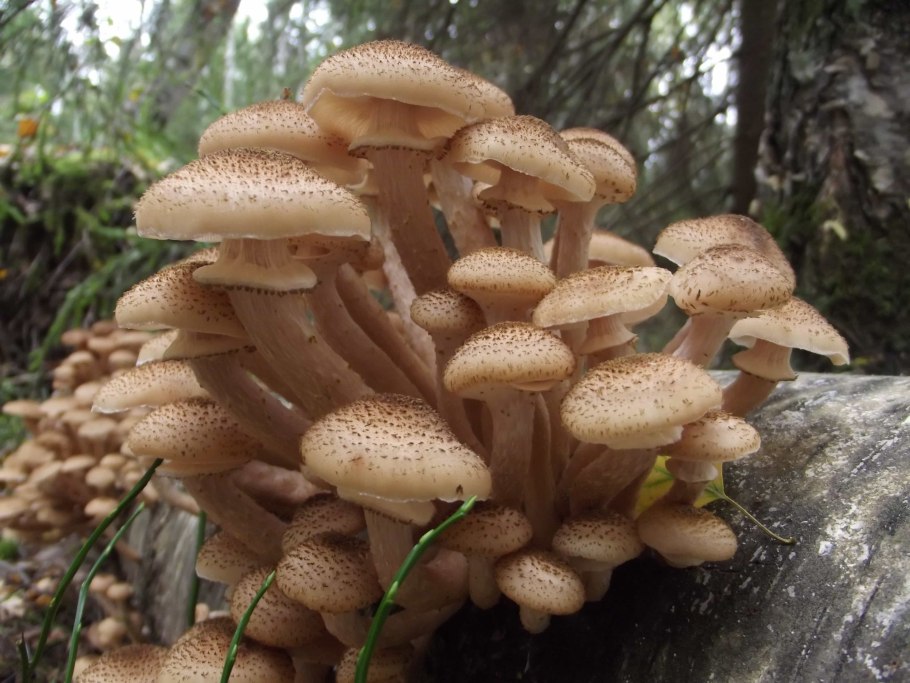 Опёнок осенний (Armillaria mellea)