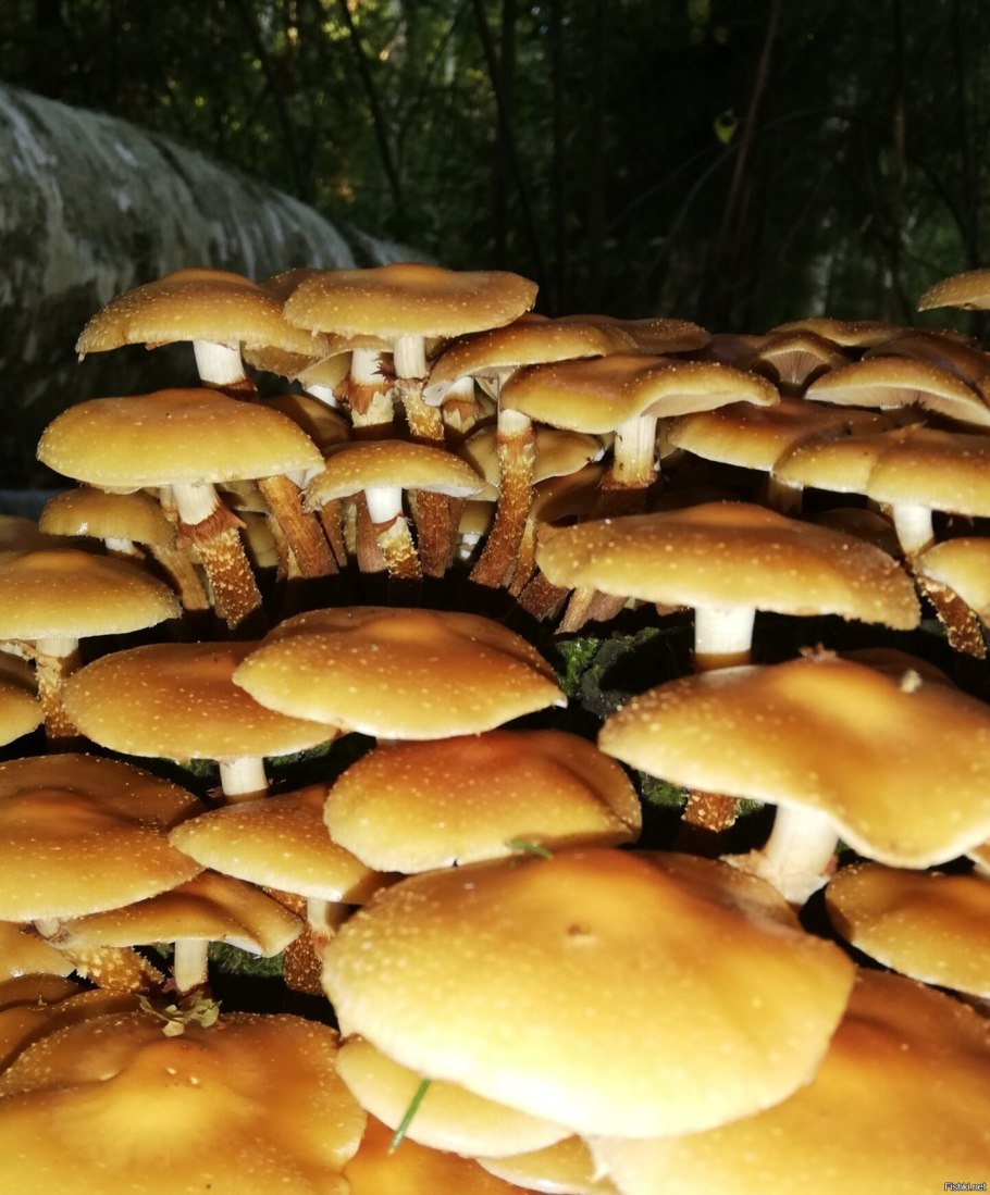 Как выглядят опята съедобные фото