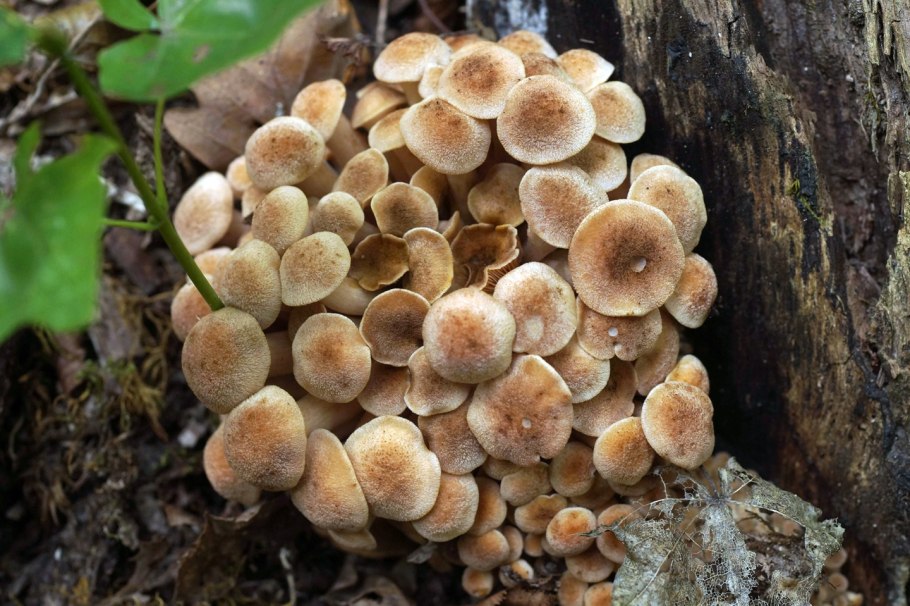 Опенок Луговой Поволжье