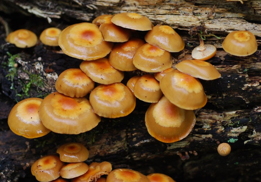 Pholiota mutabilis