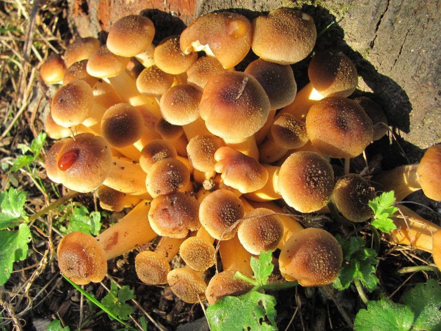 Солнечные опята