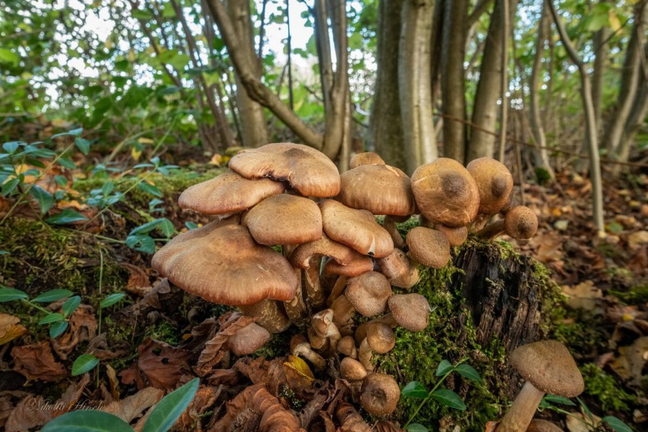 Грибы Самарской области опята
