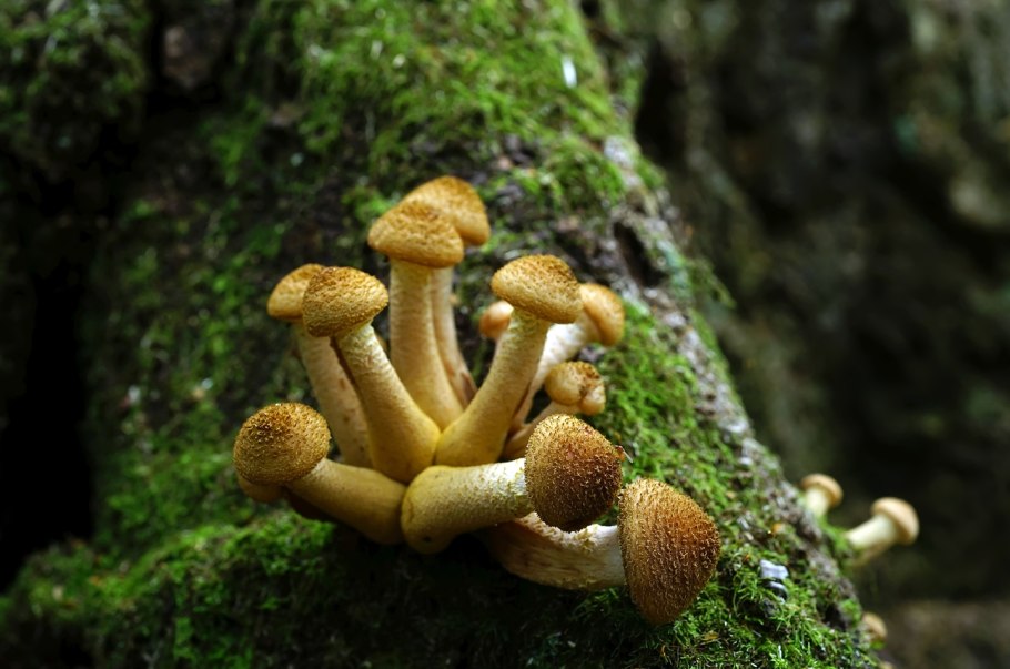 Лже опята осенние